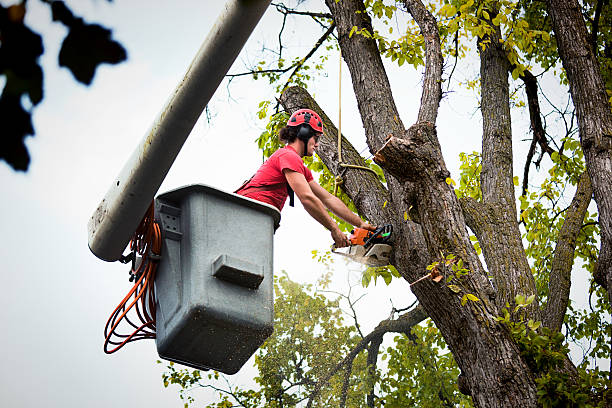 Best Storm Damage Tree Cleanup  in Kingston, IL